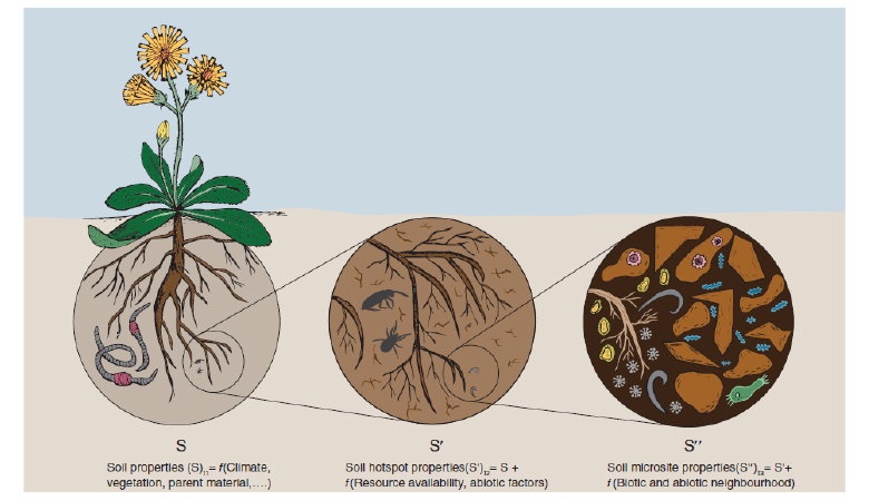 Soil biodiversity