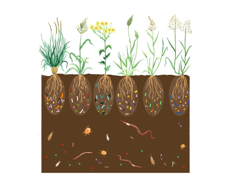 Soil biodiversity