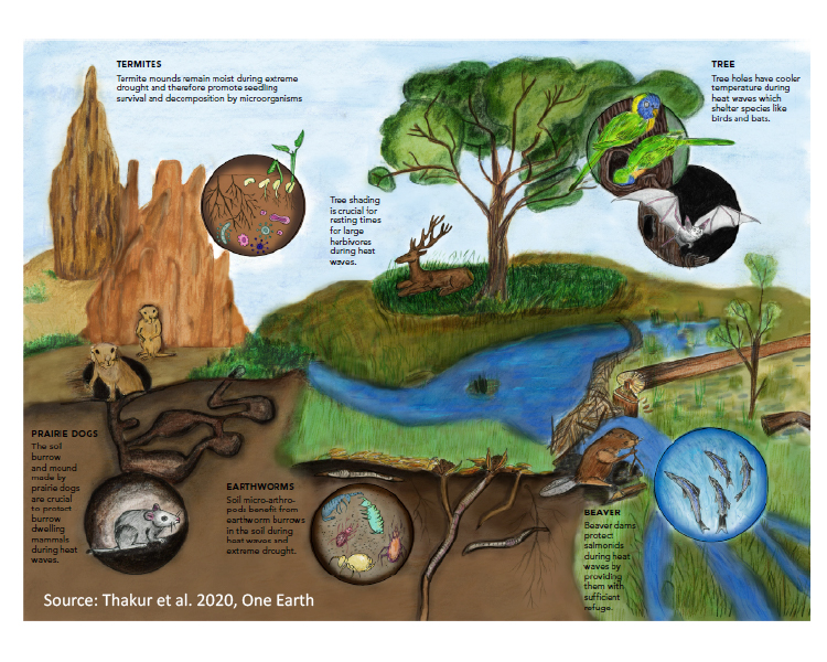 Ecosystem engineers